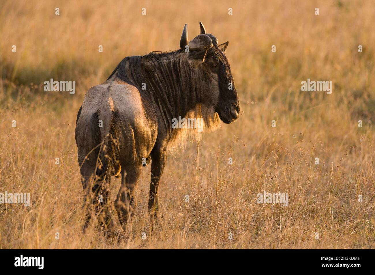 Solitary Wildebeest (Connochaetes taurinus) standing in tall open grass, Maasai Mara, Kenya Stock Photo