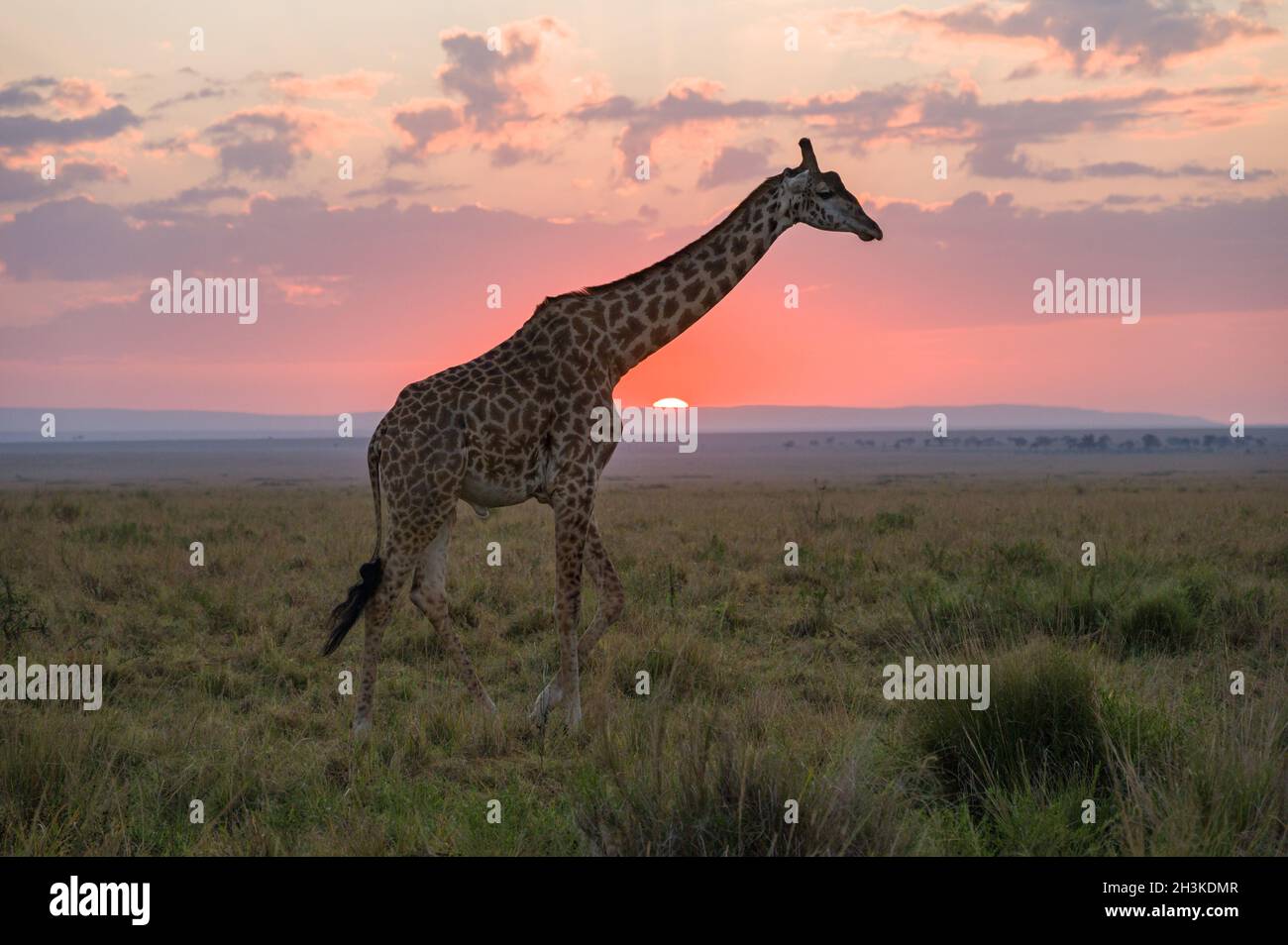 Masai Giraffe (Giraffa camelopardalis tippelskirchi) partially silhouetted by sun at sunrise, Maasai Mara, Kenya Stock Photo