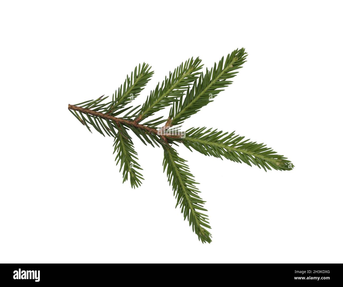 Closeup of fir branch isolated on a white background Stock Photo - Alamy