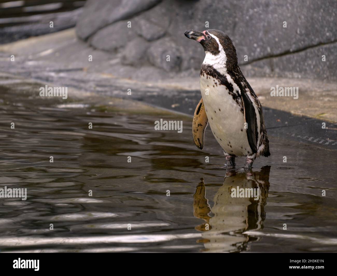 Closeup African penguin (Spheniscus demersus) standing the feet in water Stock Photo