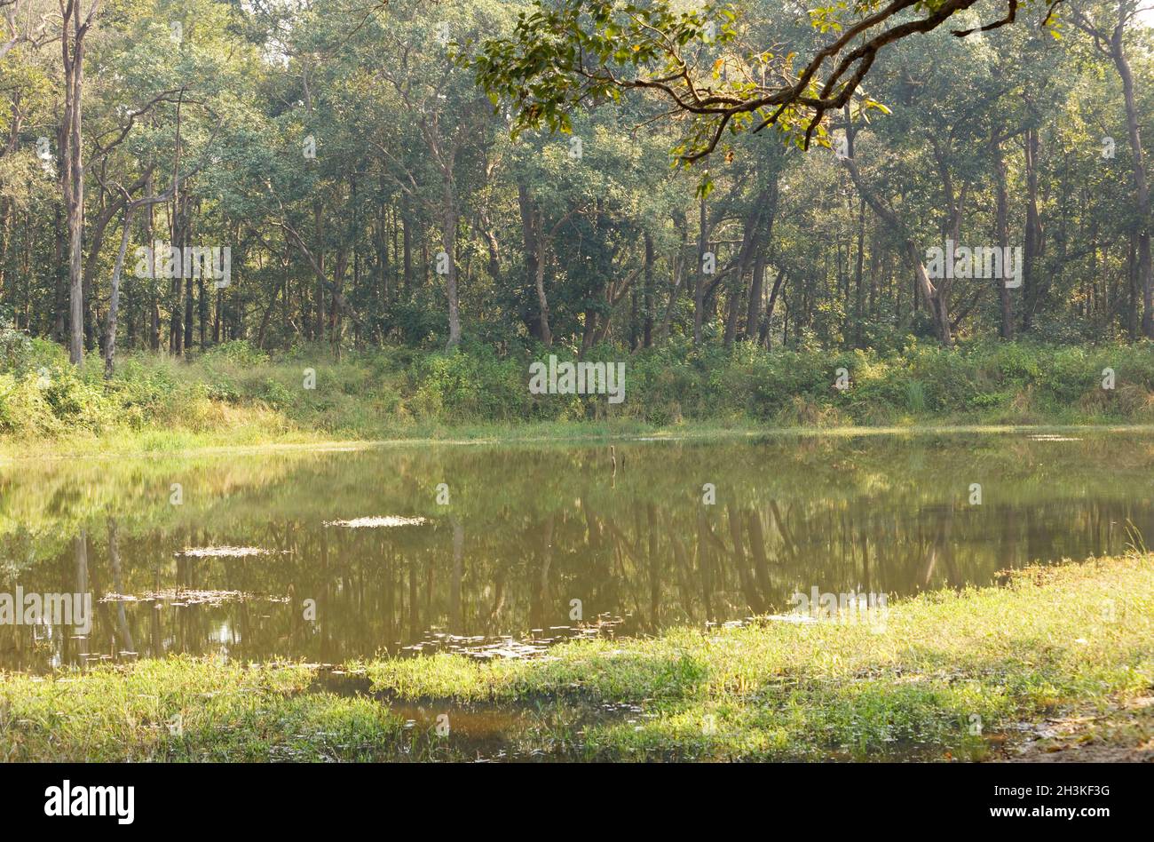 Kanha National Park jungle showing the dense forest trees early morning, shot from open jeep safari. Stock Photo