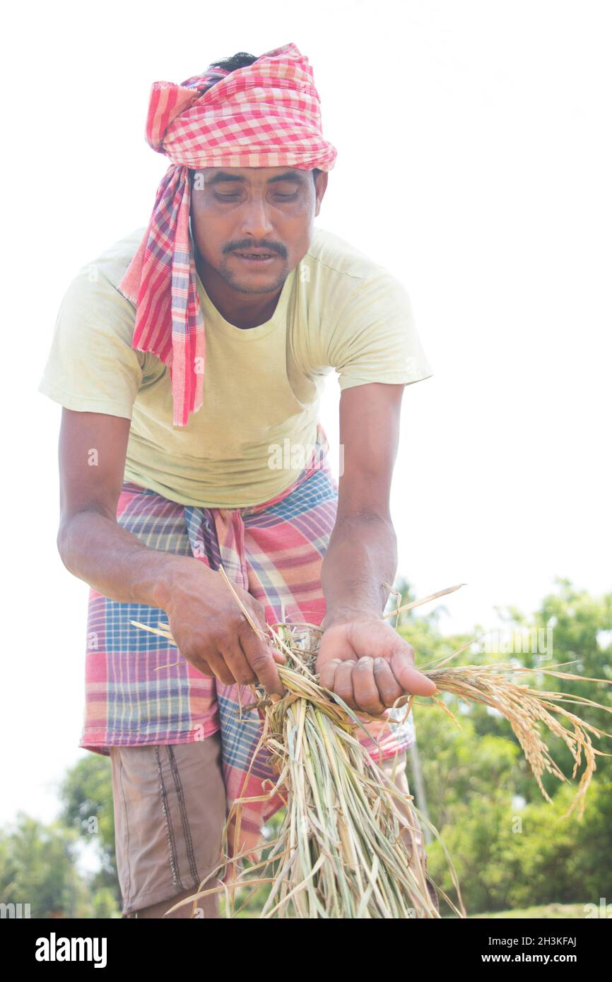 Portrait Of Rural Man Holding Rice Paddy In Agricultural Field Stock ...