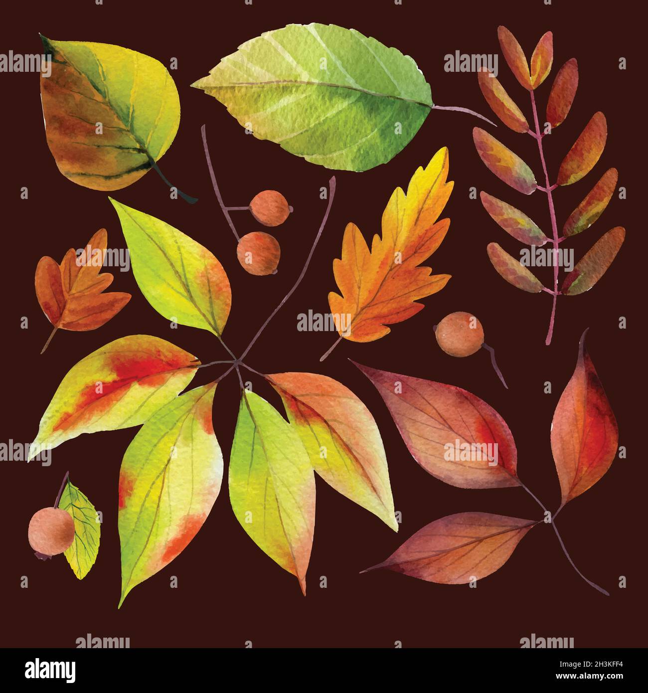 watercolor style autumn leaves collection vector design illustration ...
