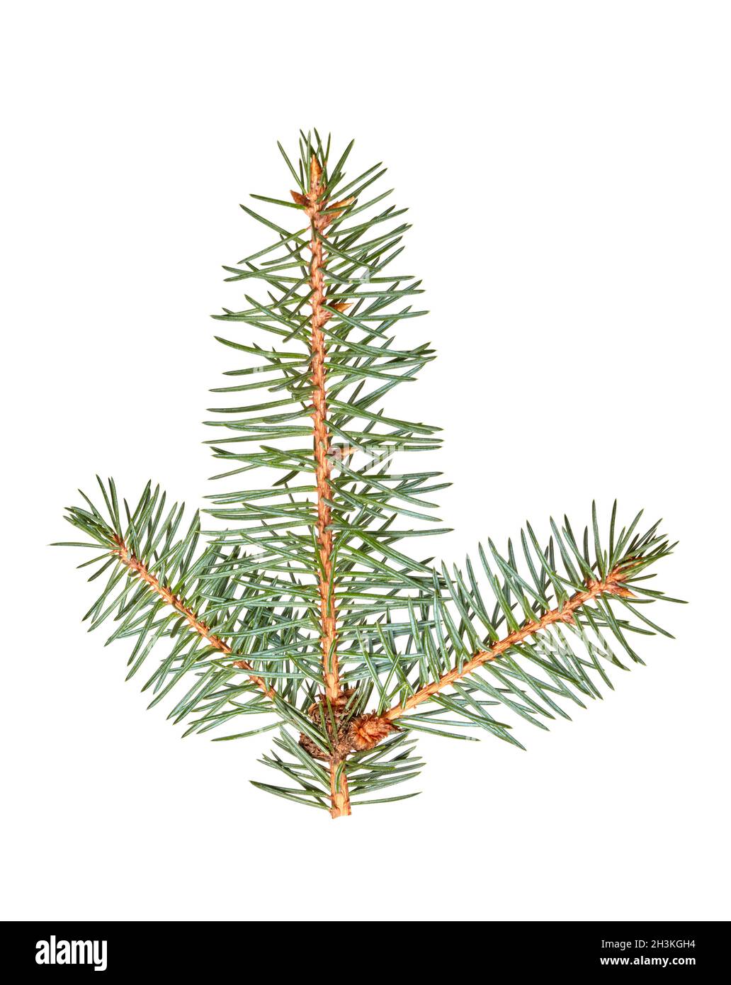 Fir tree branch isolated on white Stock Photo