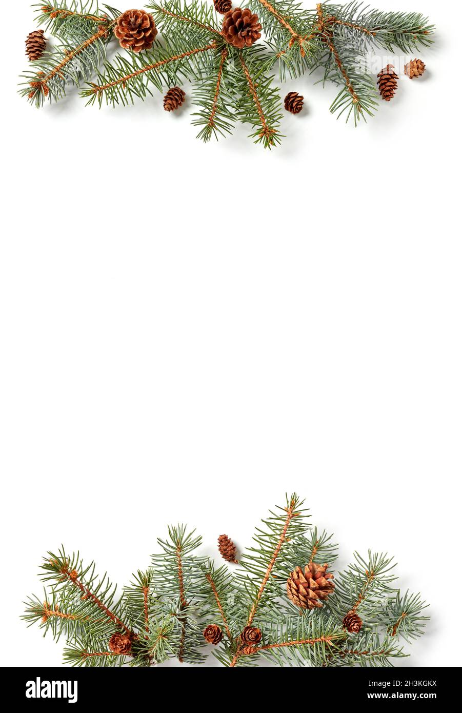 Fir tree branches with cones composition on white background Stock Photo