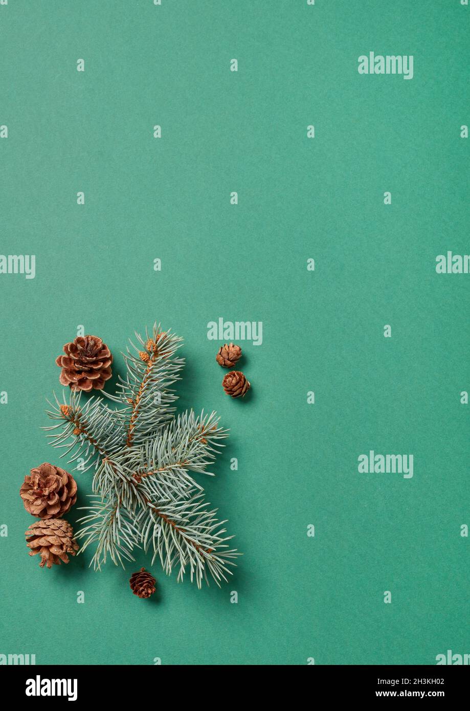 Fir tree branches on green background Stock Photo