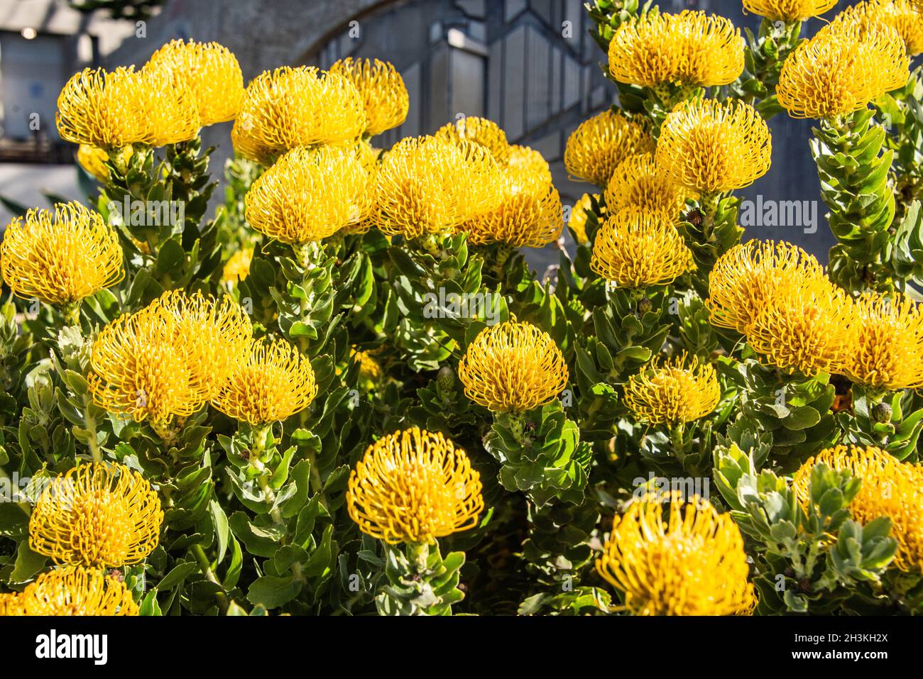 Yellow protea flowers, botanical garden, San Francisco, California Stock Photo Alamy