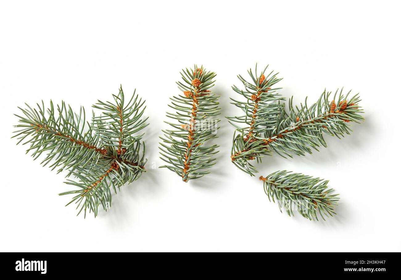 Fir tree branches isolated on white Stock Photo
