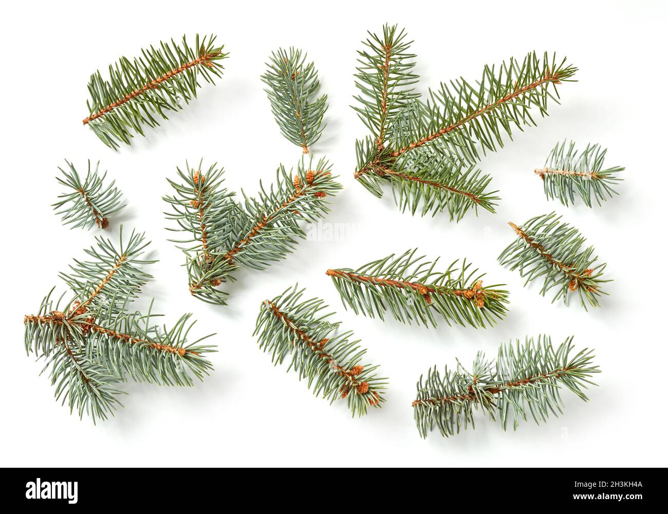 Fir tree branches isolated on white Stock Photo