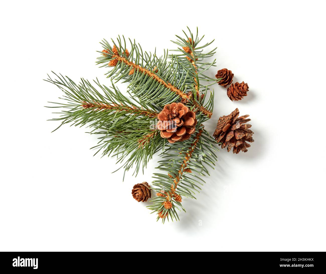 Fir tree branch isolated on white Stock Photo