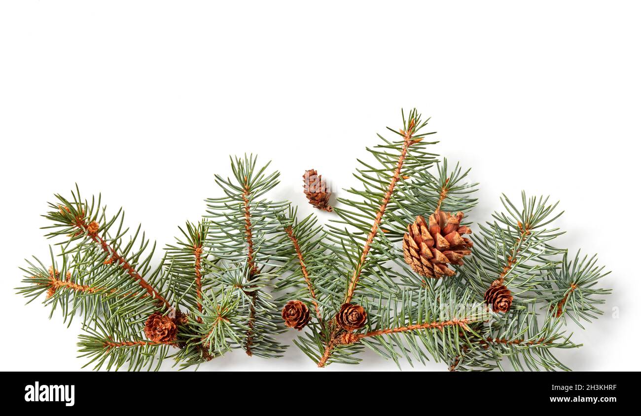 Fir tree branches with cones composition on white background Stock Photo