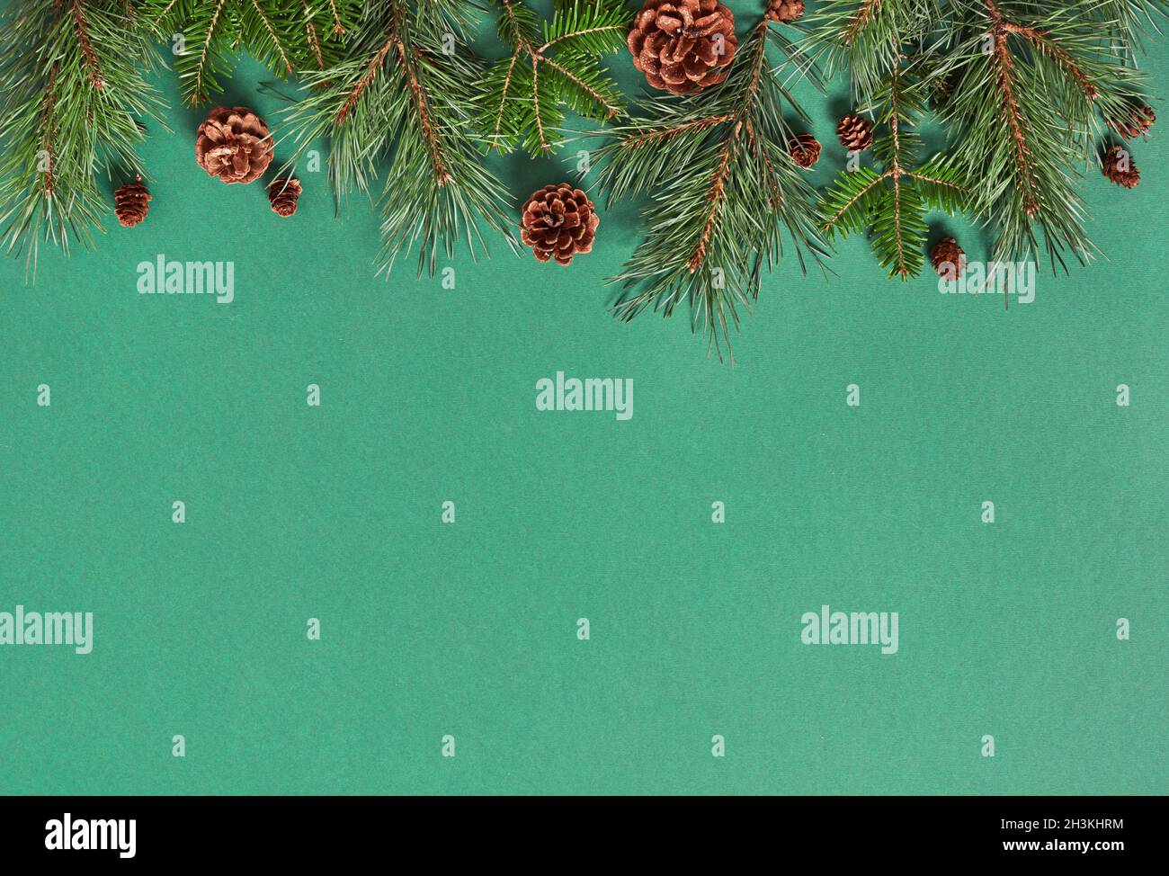 Fir tree branches on green background Stock Photo