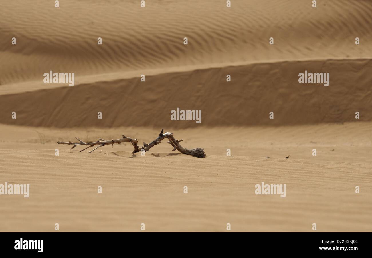 Beautiful structure of dense yellow sand, dunes of the desert. Stock Photo