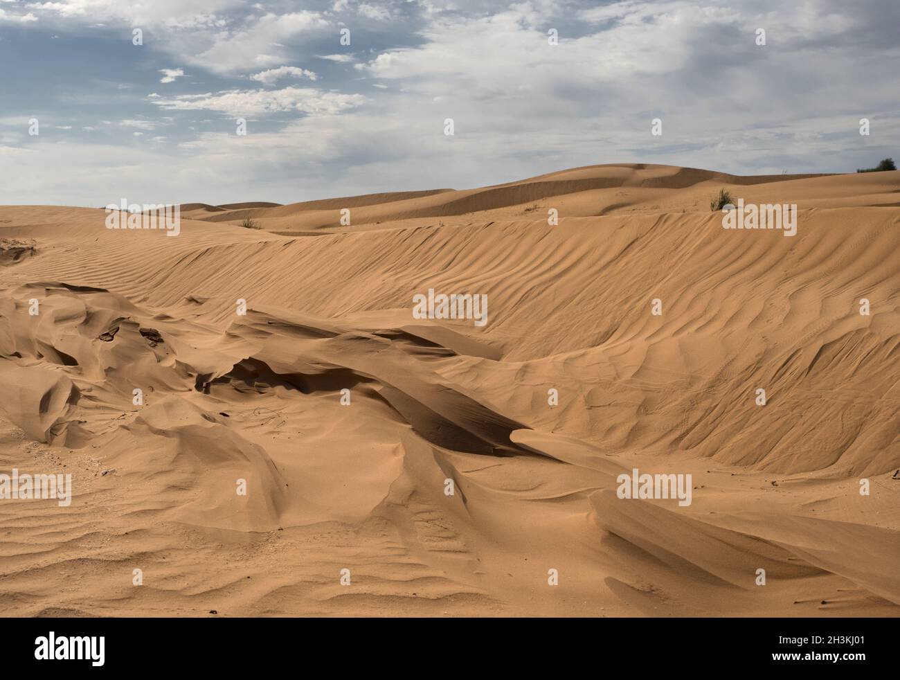 Hot and windy morning in the desert. The soft curves of yellow sand dunes. Stock Photo