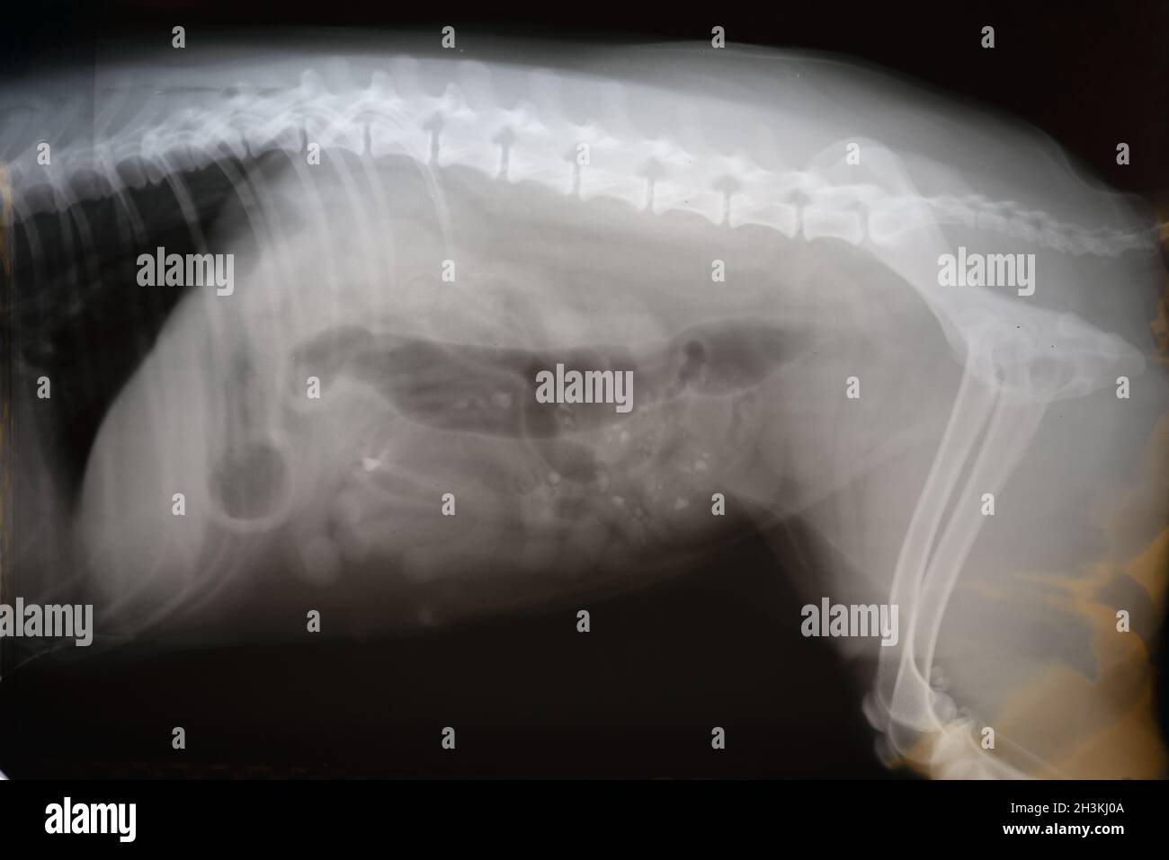 X-ray film of dog lateral view. Veterinary medicine, veterinary anatomy Concept. Stock Photo