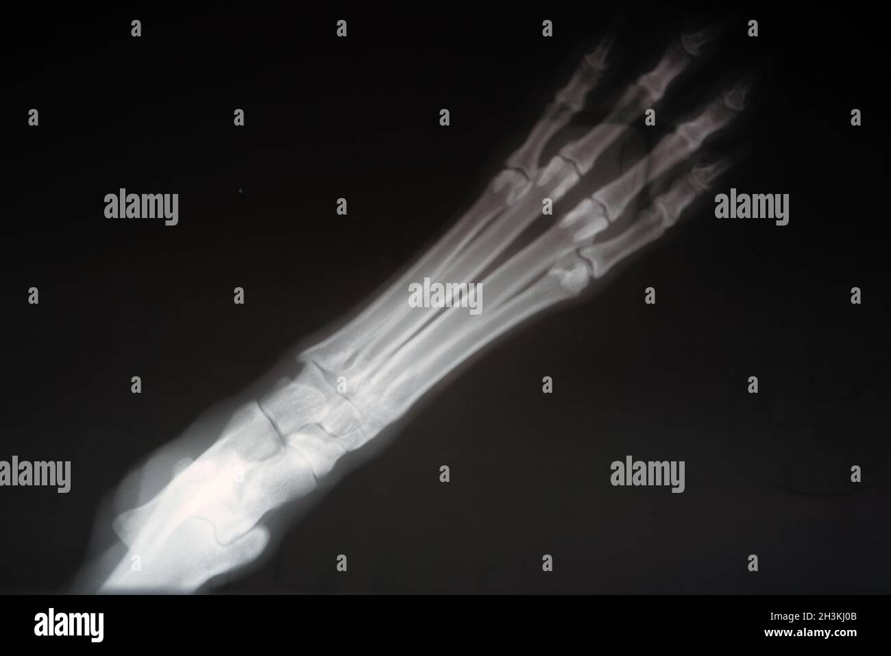 Radiography of a dog paw. Real x ray image of an injured dog paw Stock