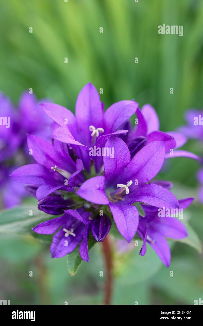 Purple Bell flowers in the garden, Purple Campanula Glomerata, Purple Bell flowers macro, Beauty in nature, macro photography, stock image Stock Photo