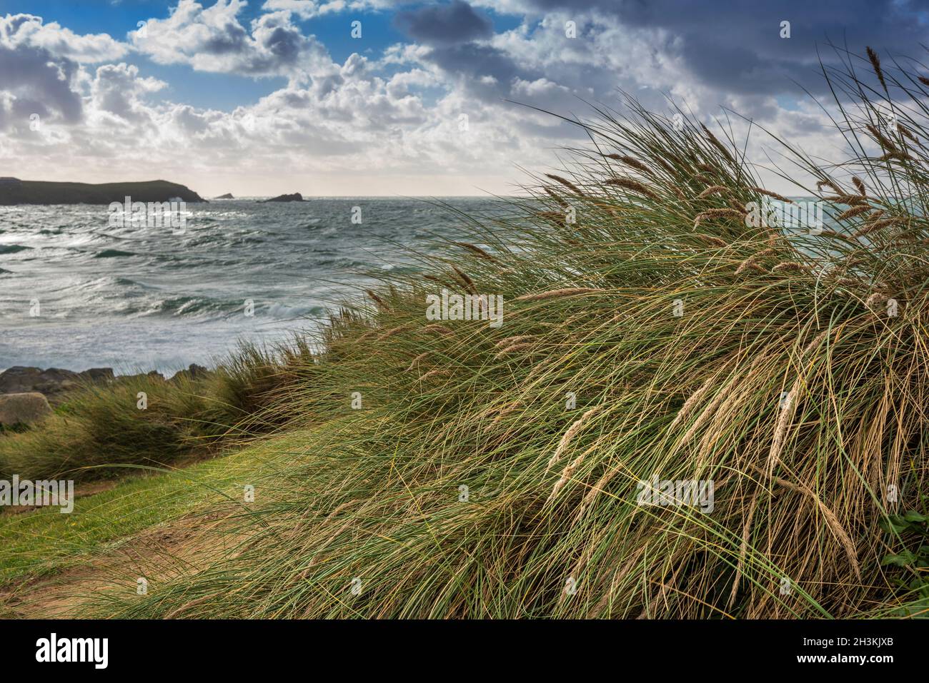 Marram Grass Ammophila growing on the coast at Fistral Bay in Newequay in Cornwall. Stock Photo
