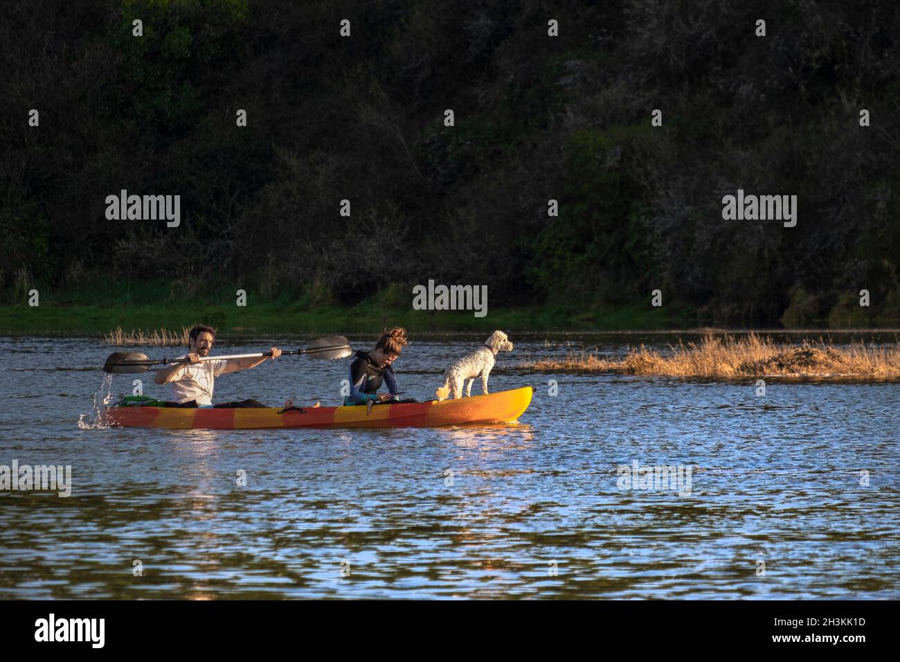 Kayakers and their pet dog paddling on the Gannel River as the sun sets in Newquay in Cornwall. Stock Photo