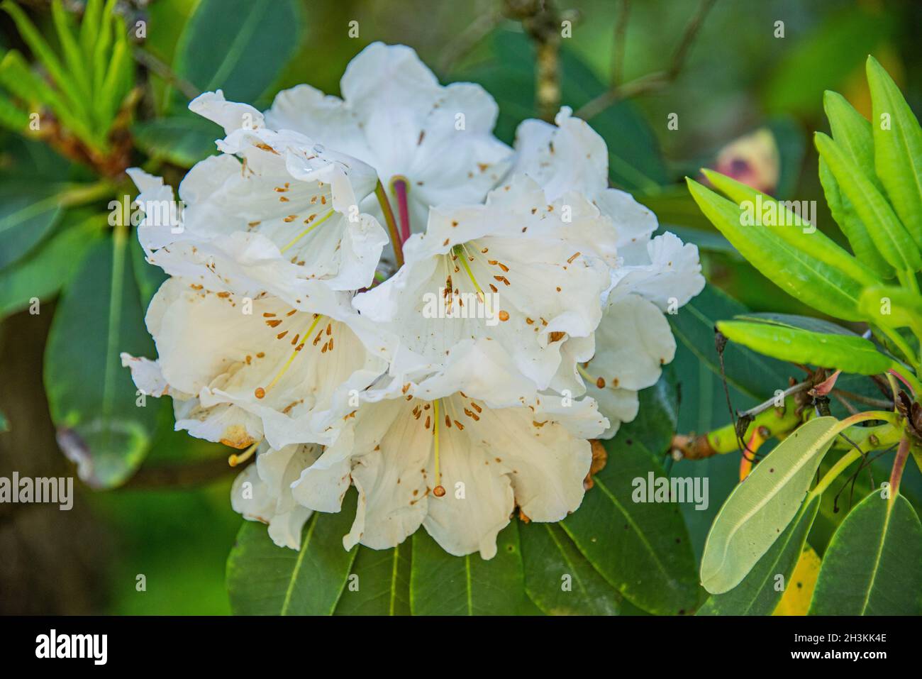 Rhododendron maximum in full bloom, botanical garden, San Francisco, California Stock Photo