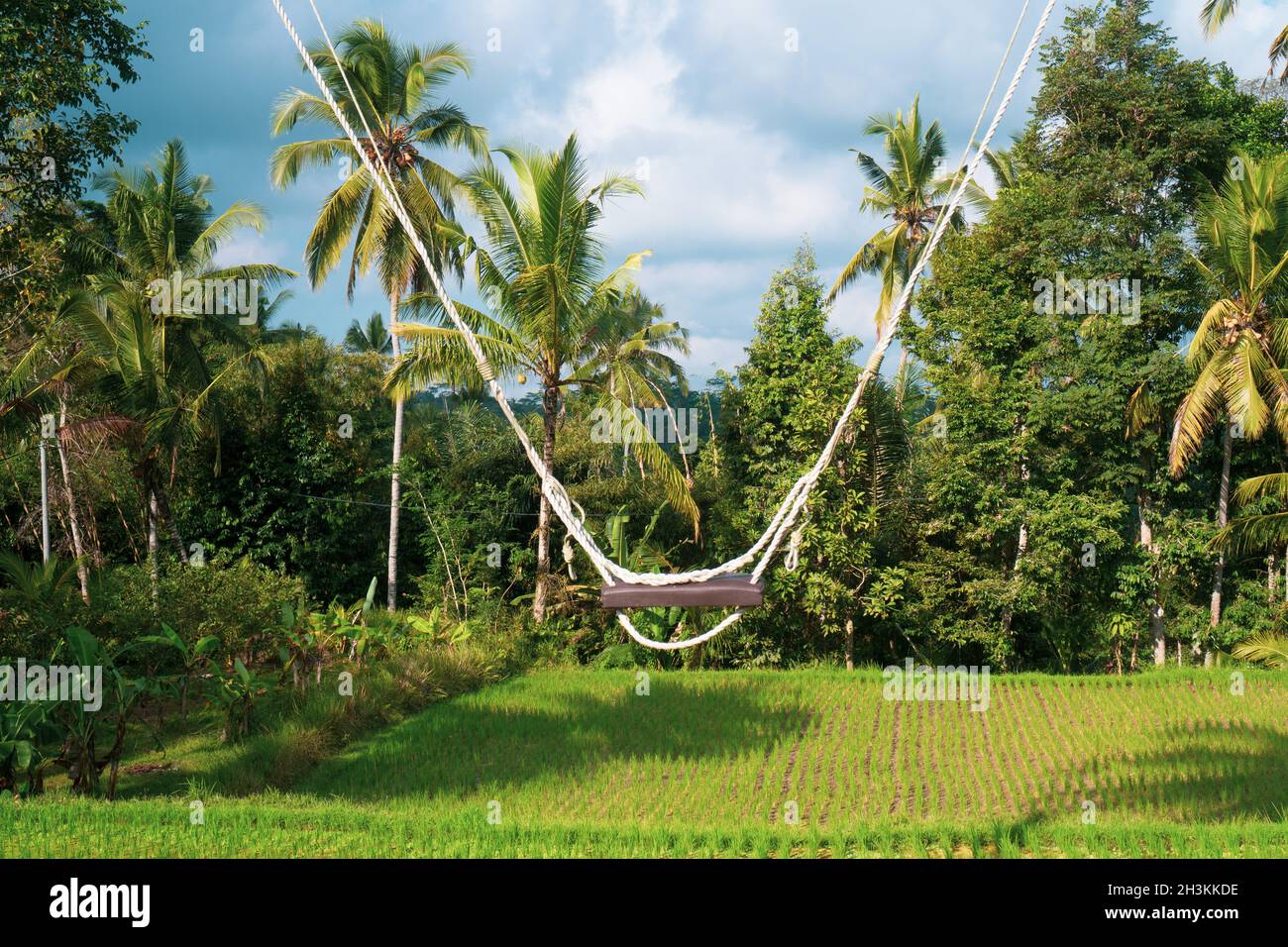 Empty swing over beautiful rice fields with tropical palm trees background Stock Photo