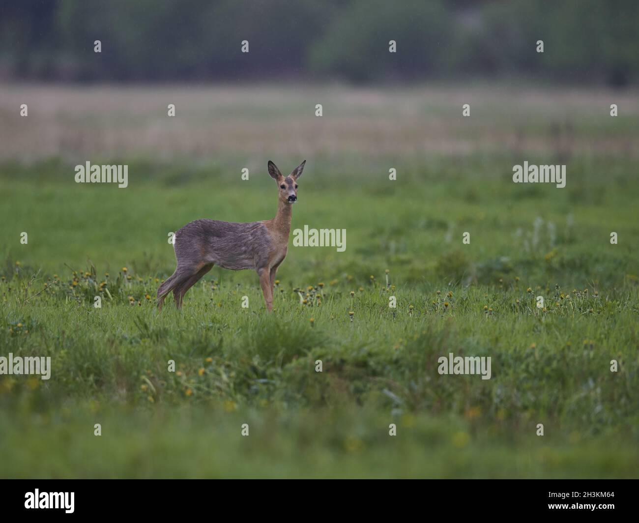 Mammal roe animal animals hi-res stock photography and images - Alamy