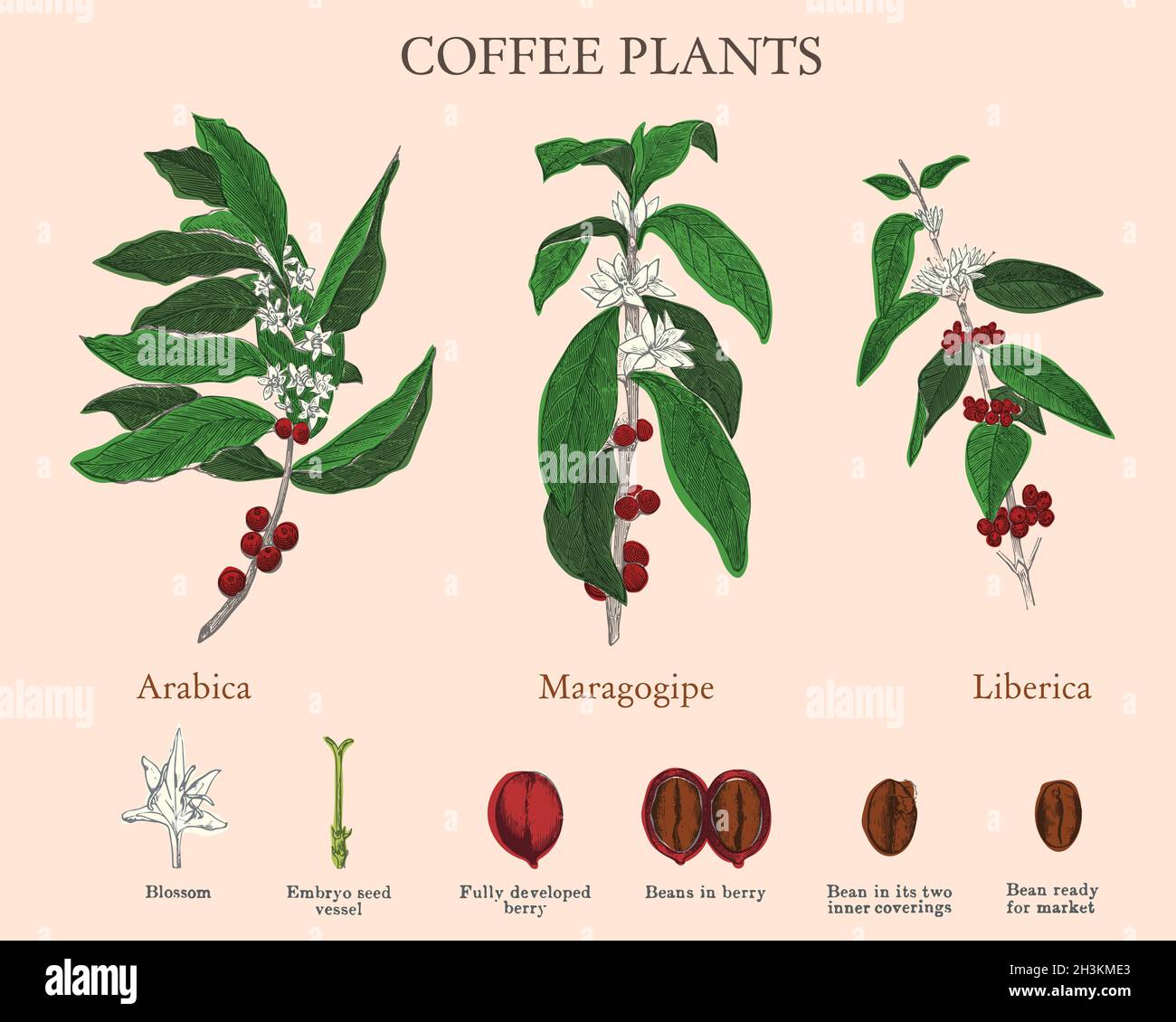 Stages of coffee from flower to bean. Vintage engraving, vector coloured set of varieties of coffee plants. Engraving published in 1881 Stock Vector