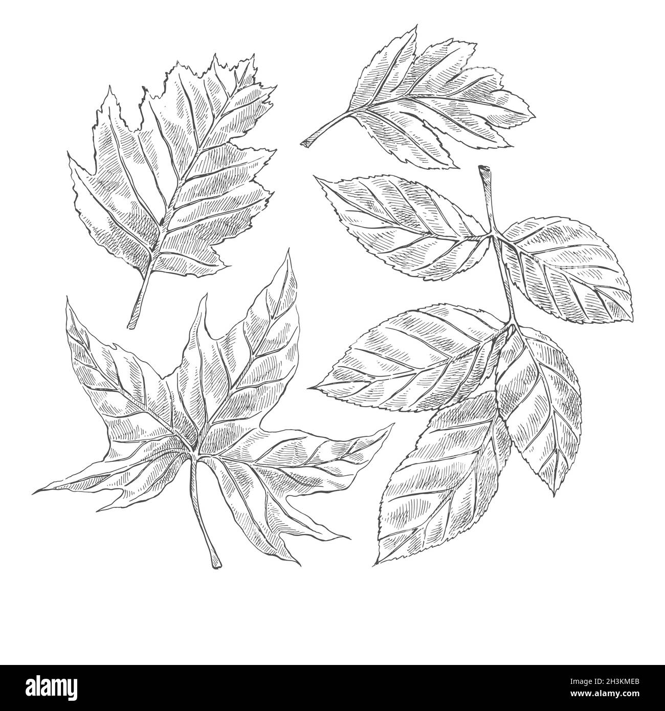 realistic hand drawn autumn leaves collection vector design ...