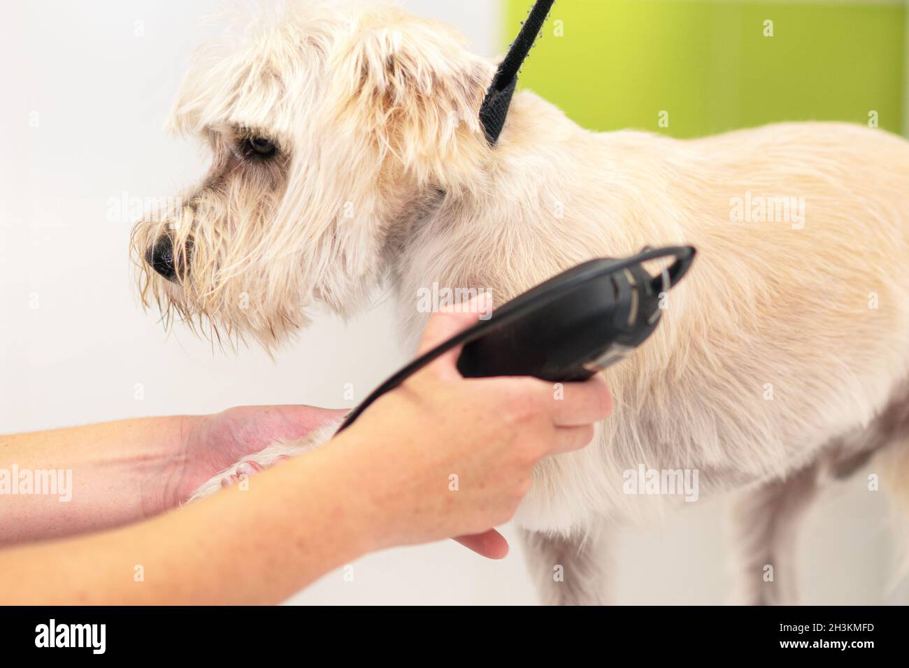 Female groomer trimming dog hair with clipper. Woman working in pet shop. Groomer trimming dog hair with clipper. Stock Photo