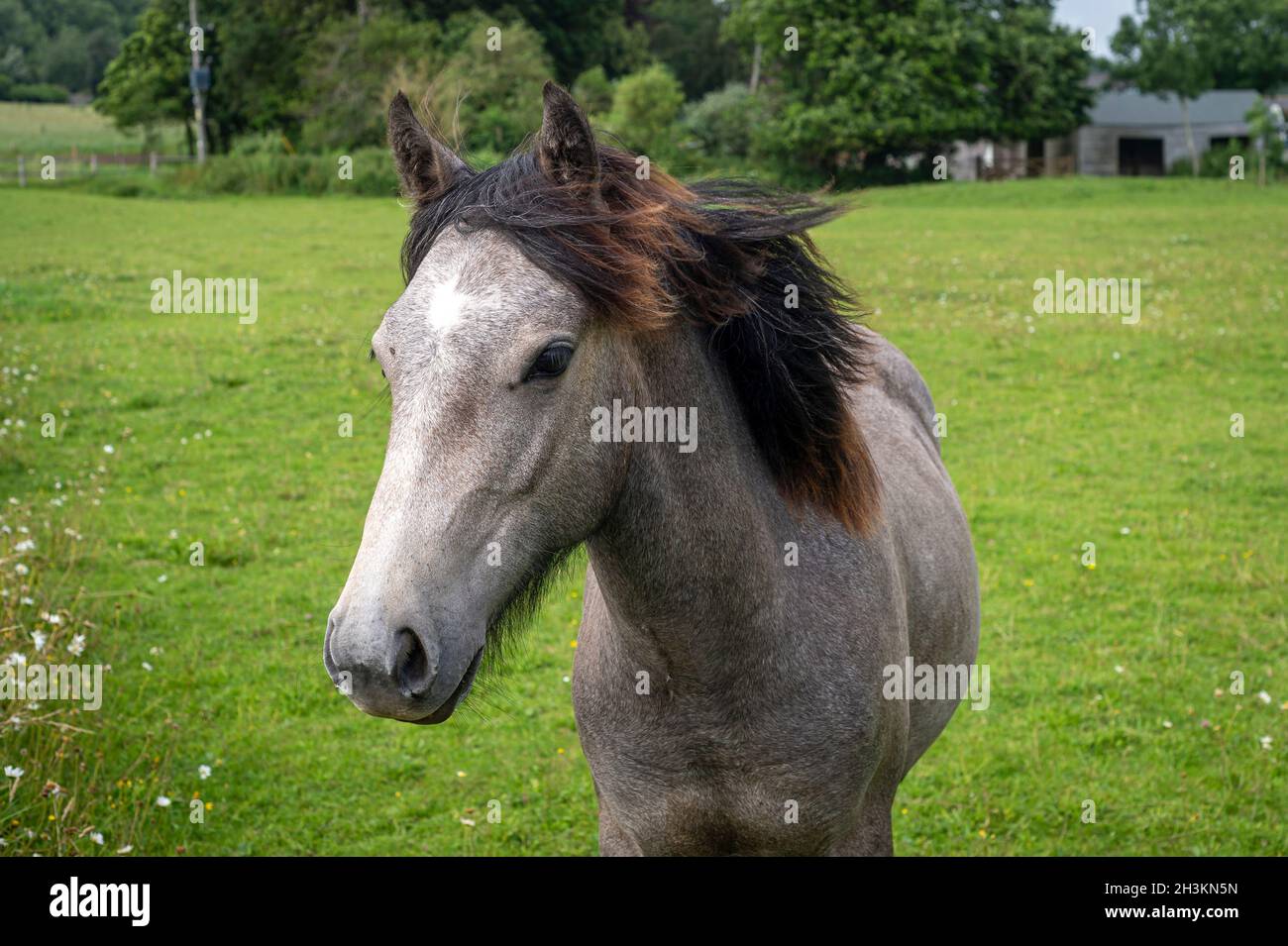 Portrait of a young horse in a field Stock Photo