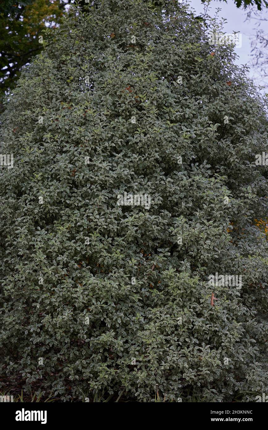 Large grown Pittosporum Tenuifolium Silver Queen. Stock Photo