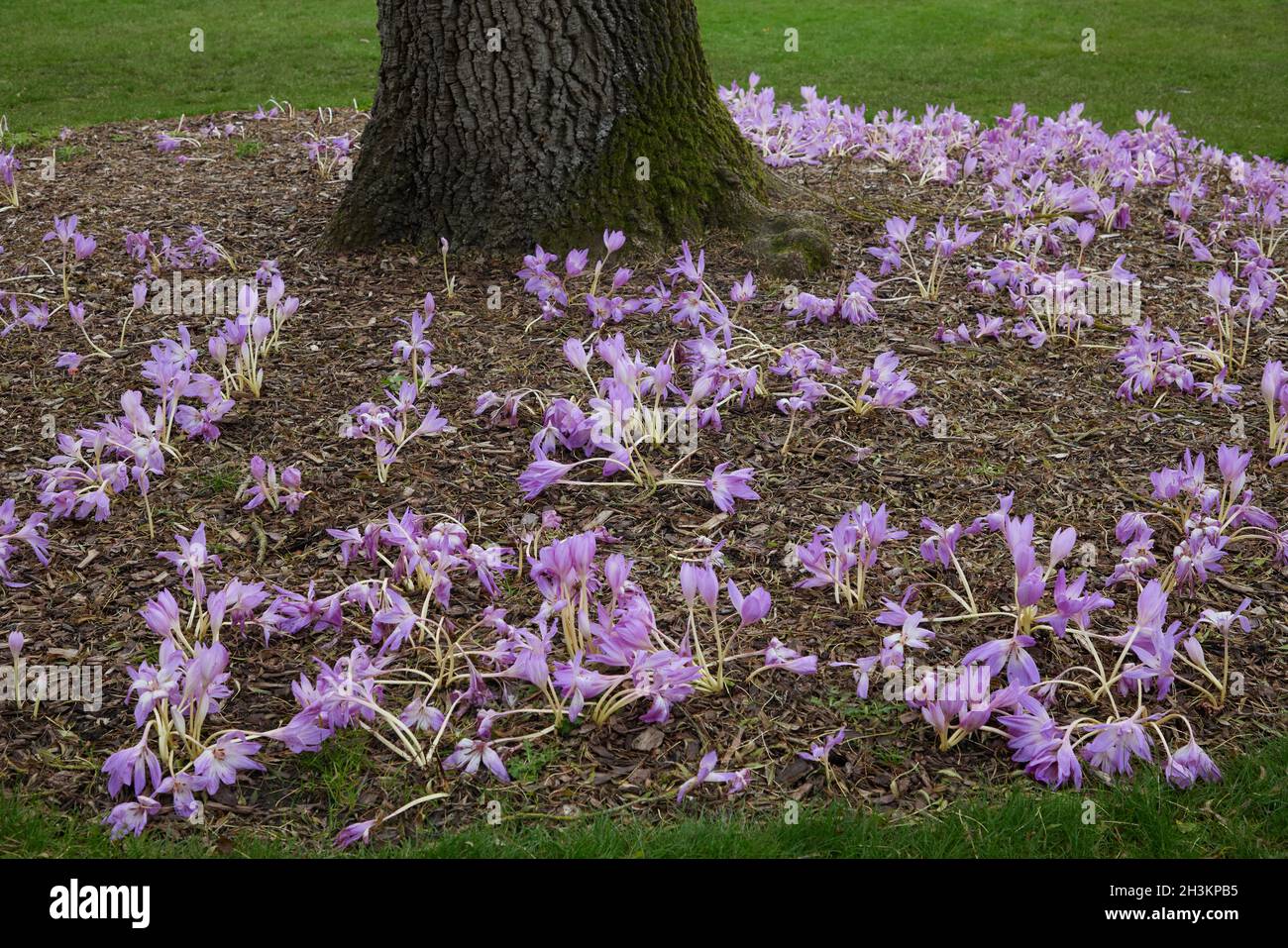 Close up of leafless flowers of pink flowering Colchicum, the autumn crocus. Stock Photo