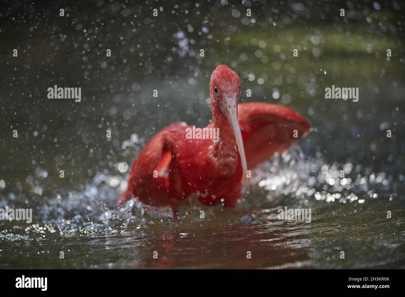 Sichler hi-res stock photography and images - Alamy