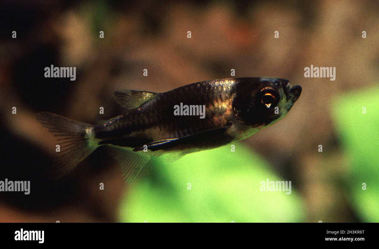 Black-winged hatchetfish, Triportheus rotundatus Stock Photo