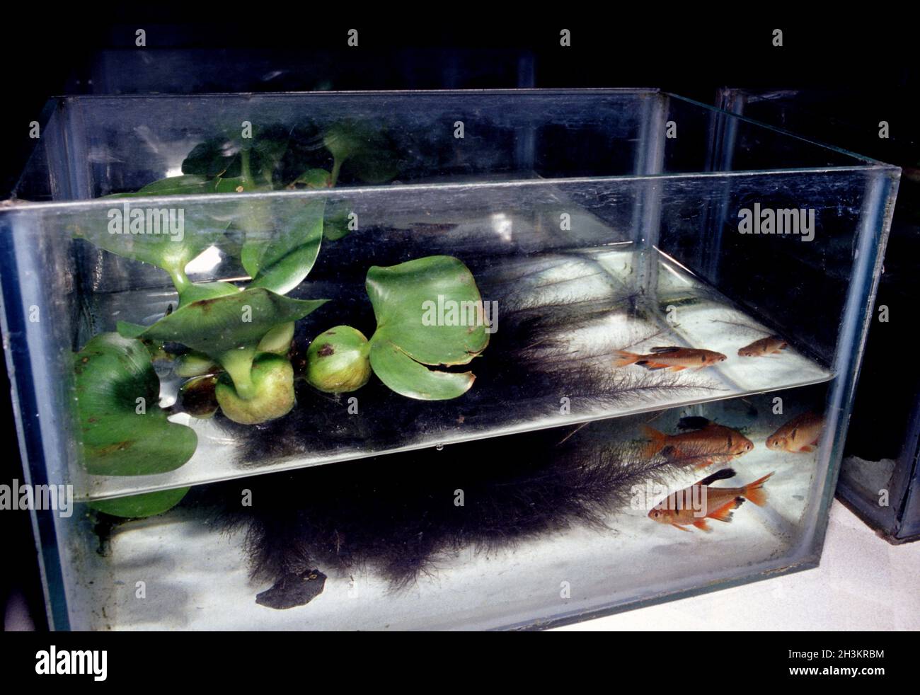 Longfin serpae tetra (Hyphessobrycon eques), pair spawning at Singapore's fish farm Stock Photo