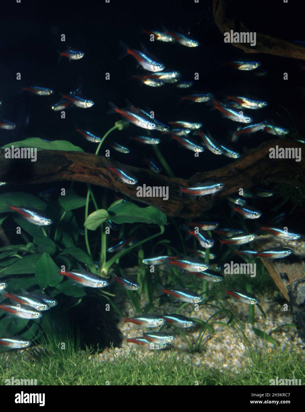 Neon tetra, Paracheirodon innesi Stock Photo