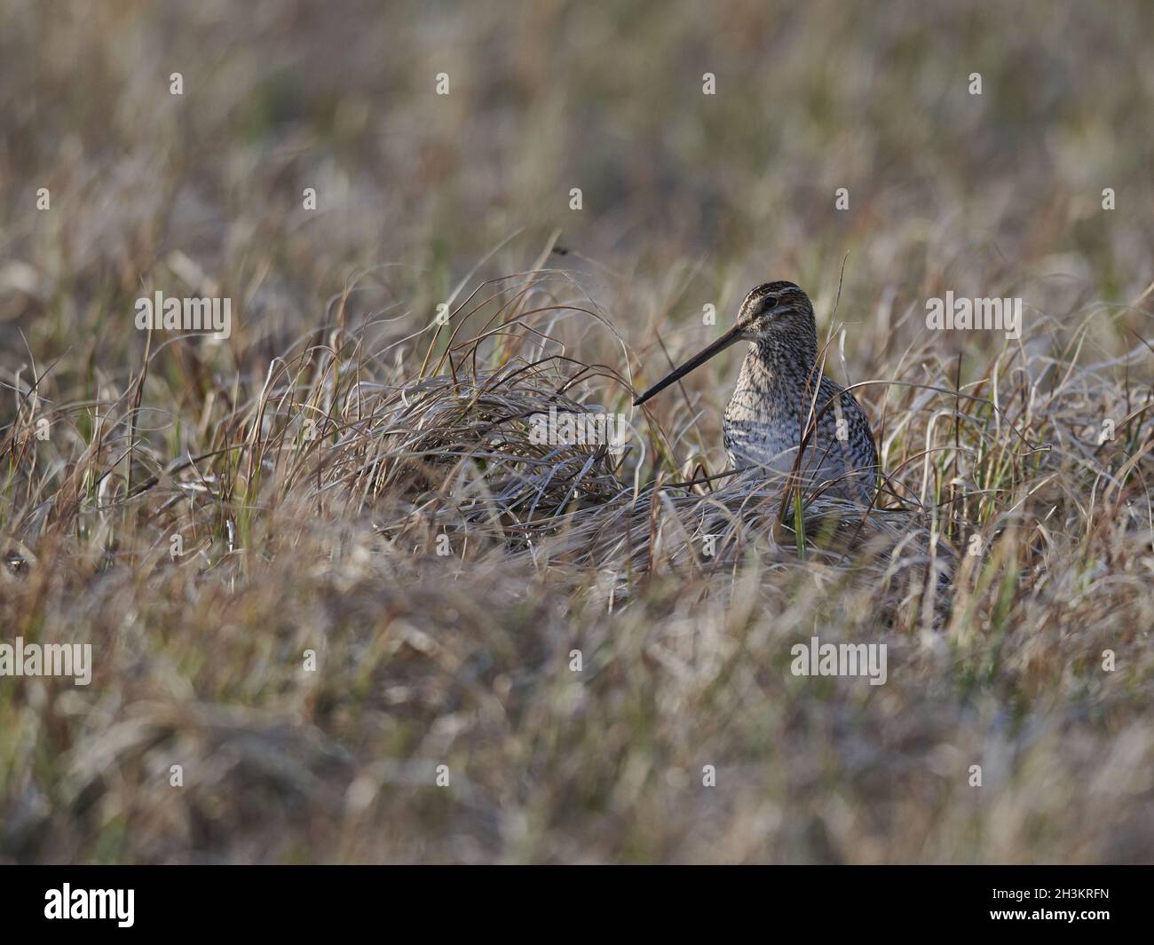 Snipe gallinago animals birds hi-res stock photography and images - Alamy