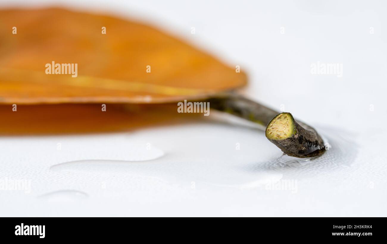 Macro Jackfruit leaves axil on isolated white background Stock Photo