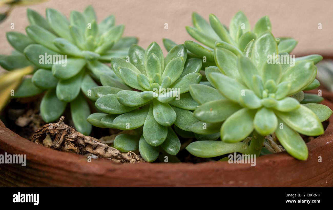 Succulent plants green Purple Ghost plant in clay pot, soft selective focus, macro image. Stock Photo