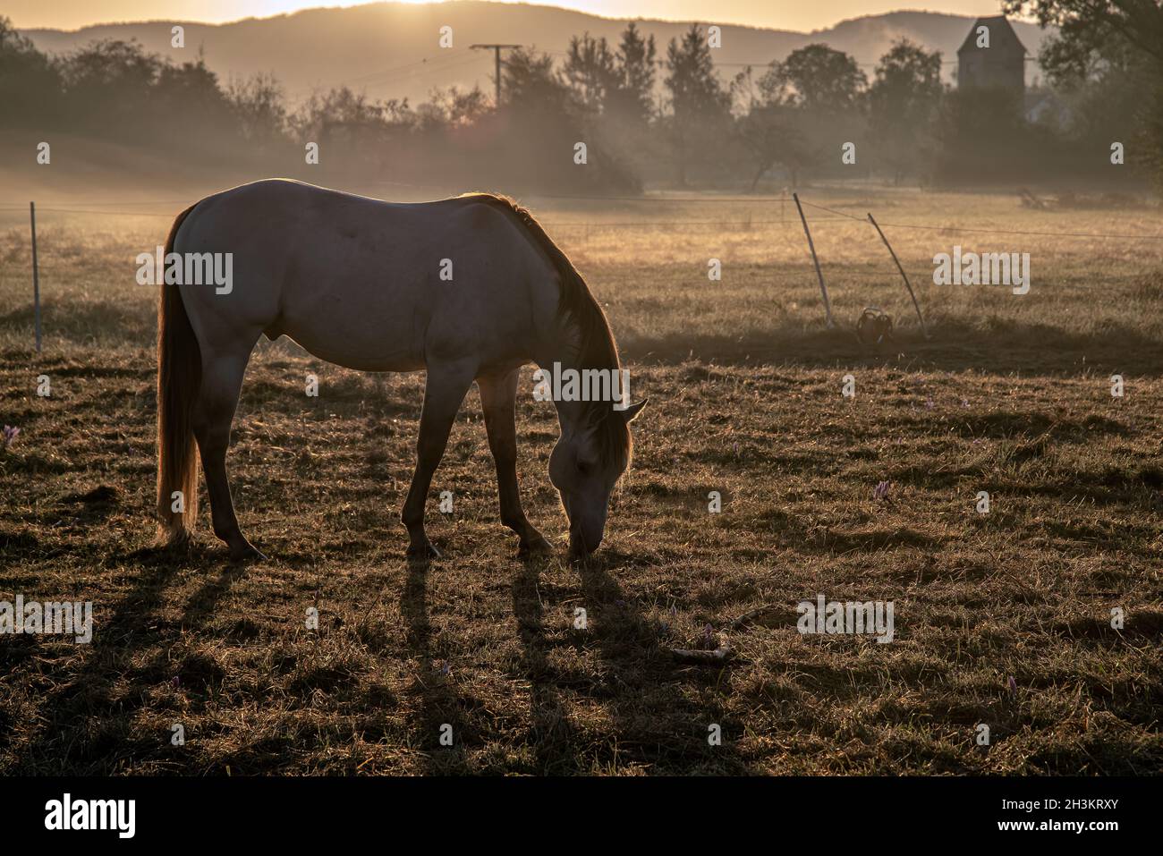 Sunrise and horse Stock Photo