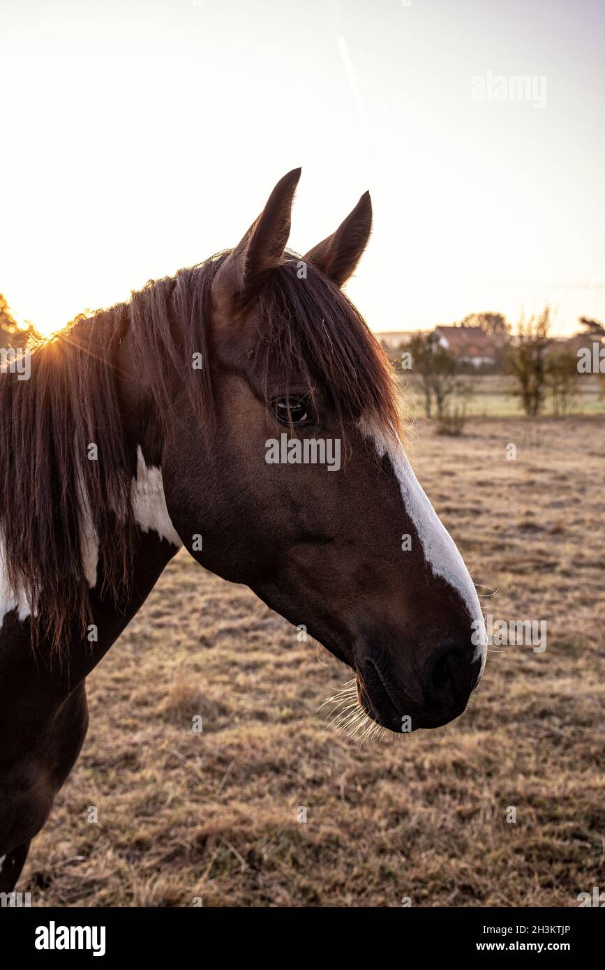 Beautiful Horse Stock Photo