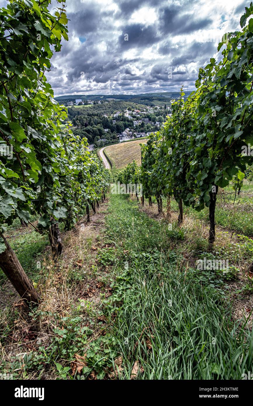 In the vineyard Stock Photo - Alamy
