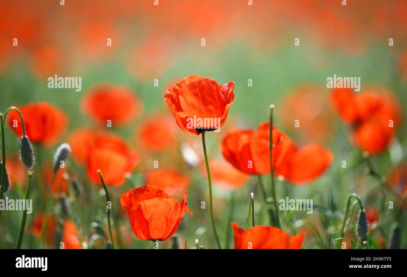 Poppies field. A beautiful field of blooming poppies Stock Photo - Alamy