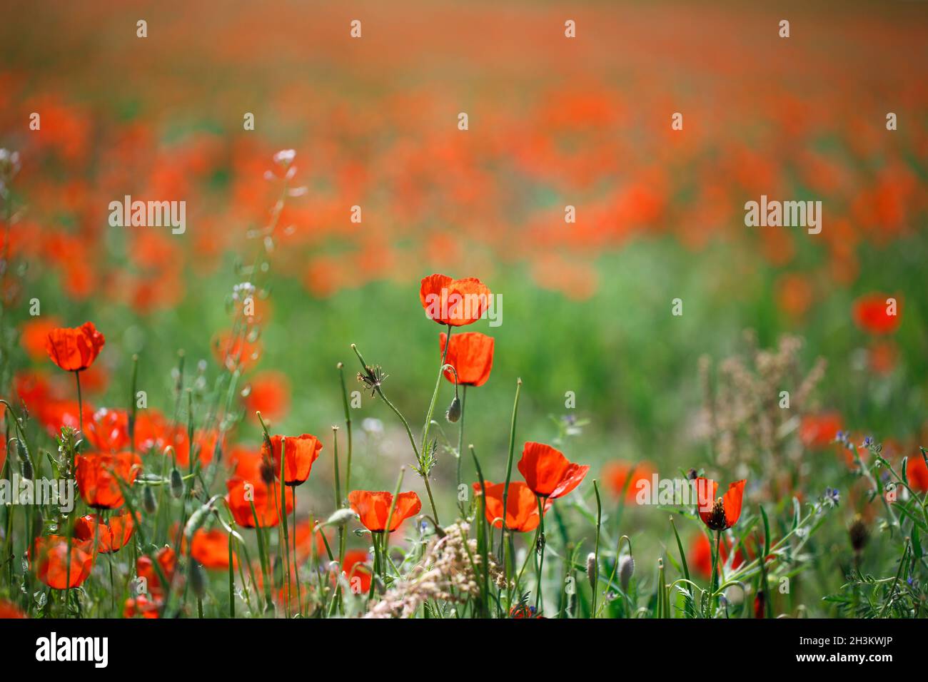 Poppies field. A beautiful field of blooming poppies Stock Photo - Alamy