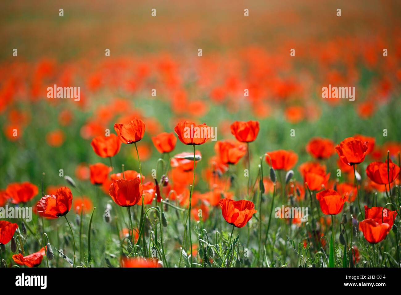 Poppies field. A beautiful field of blooming poppies Stock Photo - Alamy