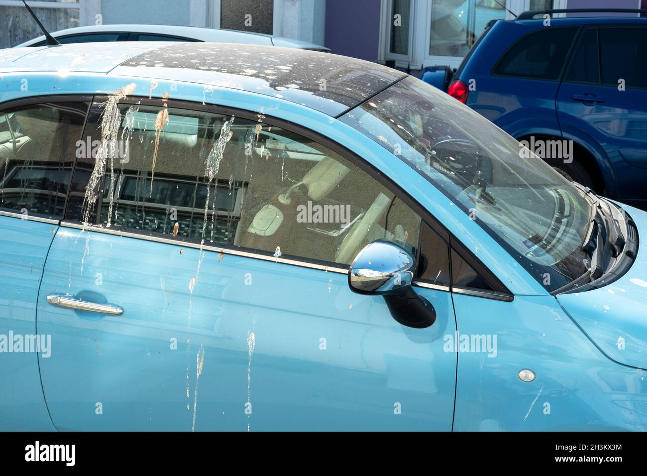 Bird splattered car, UK Stock Photo