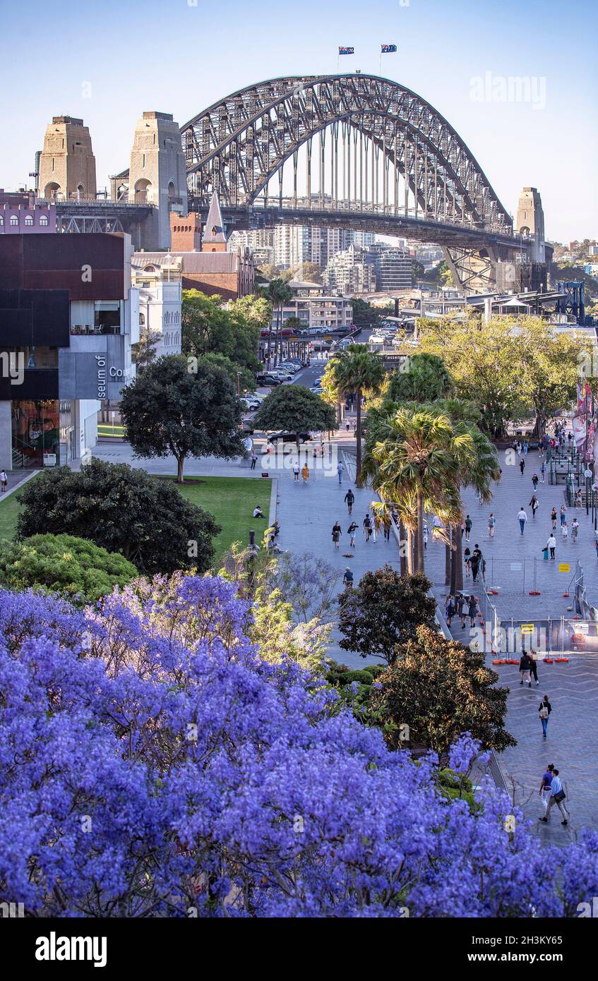 Jacaranda trees in bloom australia hi-res stock photography and images ...