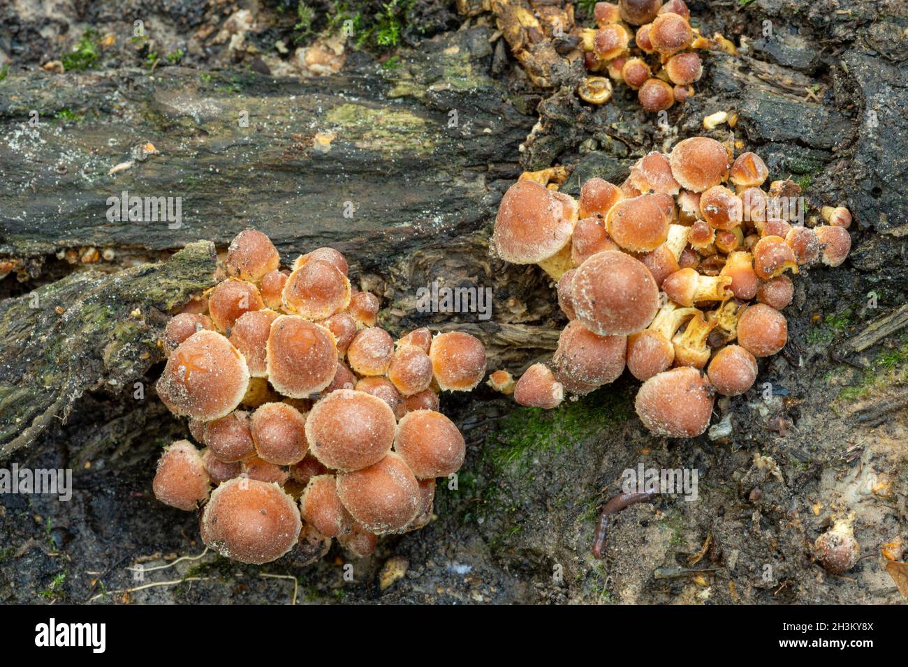 Sulphur tuft fungi (Hypholoma fasciculare) or toadstools growing at the bottom of a mature tree trunk in broadleaf woodland during autumn, England, UK Stock Photo