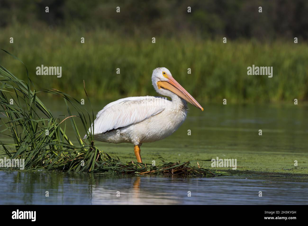 American white pelican , lake in Wisconsin Stock Photo