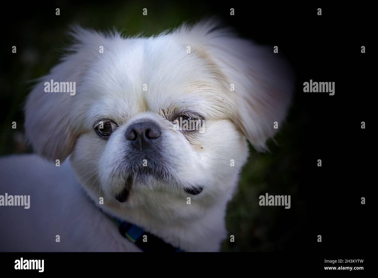 Tiny puppy white pekingese Stock Photo